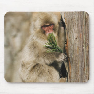 Mousepad Árvore de escalada do Macaque japonês, comendo a