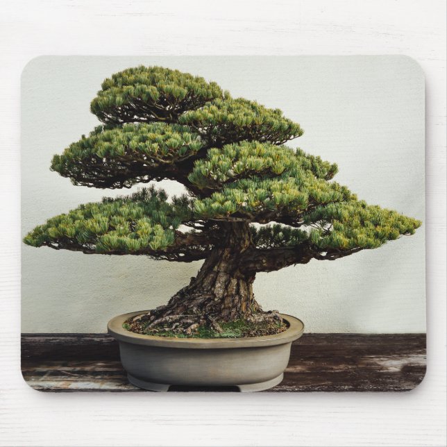 Mousepad Árvore dos bonsais de White Pine do japonês (Frente)