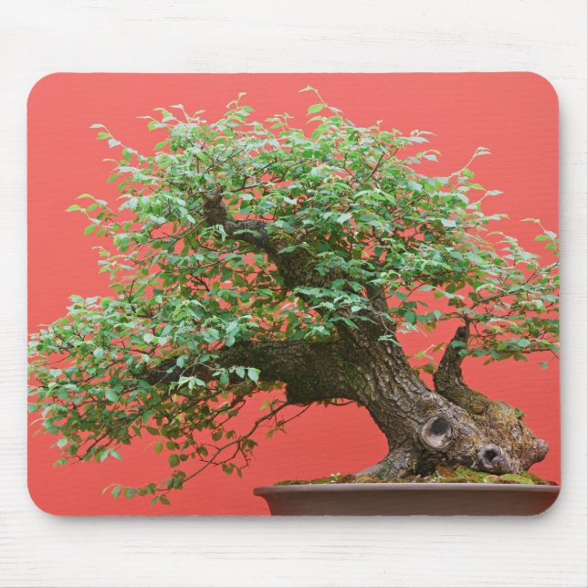 Mousepad Árvore dos bonsais de Zelkova (Frente)