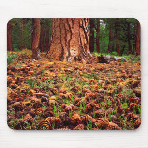 Mousepad Árvore Ponderosa madura com pinhas