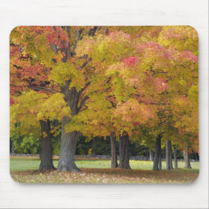 Mousepad Árvores de bordo em cores de outono, perto de Conc