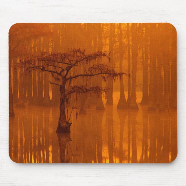 Mousepad Árvores de Cipreste | Parque Estadual George Smith (Frente)