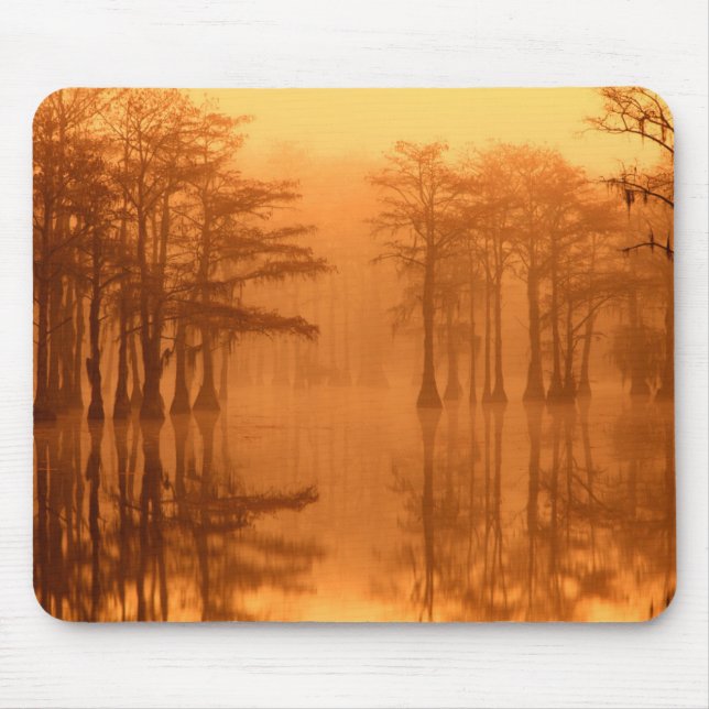 Mousepad Árvores de Cipreste Parque Estadual George Smith (Frente)