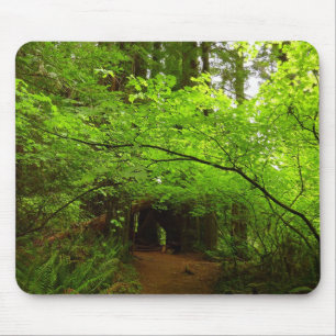 Mousepad Árvores de Maple na Floresta Sequoia