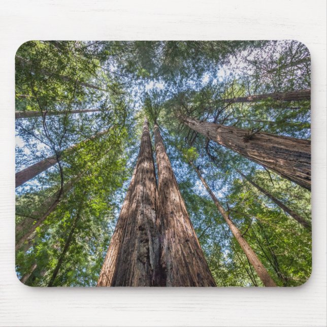 Mousepad Árvores de Sequoia | Condado de Marin, Califórnia (Frente)