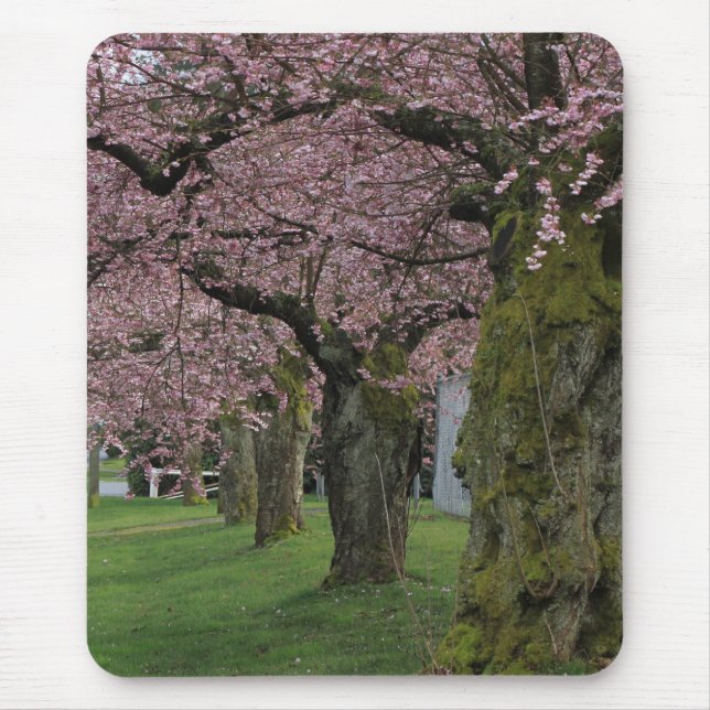 Mousepad Árvores floridas de cerejeira na primavera (Frente)