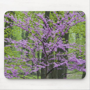 Mousepad Árvores Redbud em plena floração de primavera pert