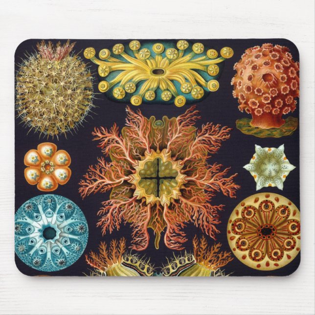 Mousepad Ascidiae por Ernst Haeckel, Animais Marinhos Vinta (Frente)