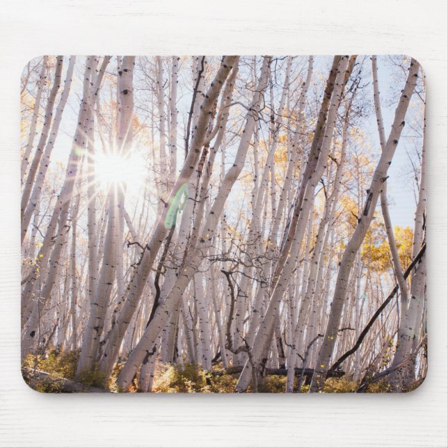 Mousepad Aspen Árvores (Frente)