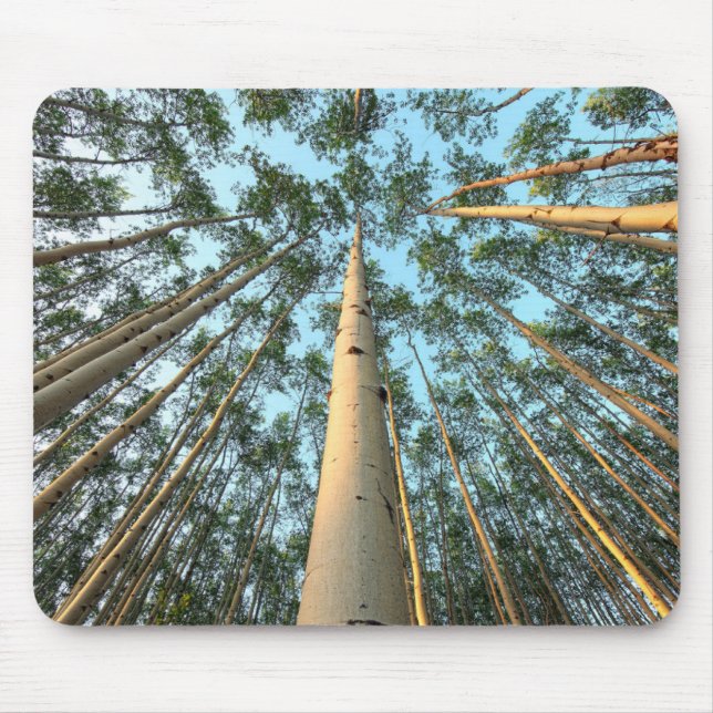 Mousepad Aspen Trunfos E Folhas, Yukon (Frente)