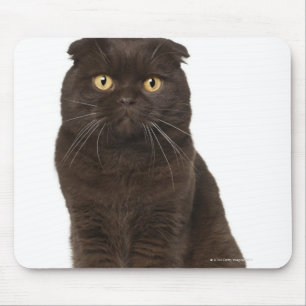 Mousepad Assento da dobra do Scottish (18 meses velho)
