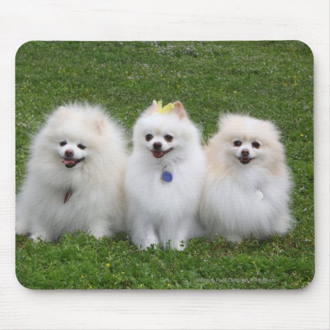 Mousepad Assento de 3 Pomeranians (Frente)
