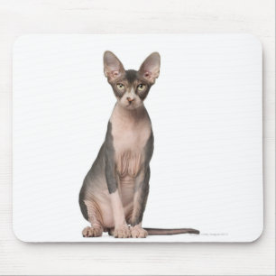 Mousepad Assento de Sphynx (7 meses velho)