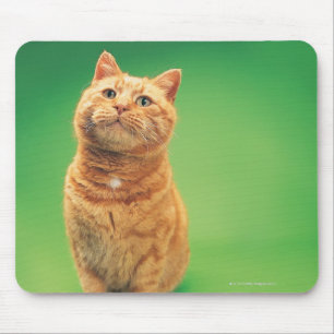 Mousepad Assento do gato do gengibre, olhando para cima