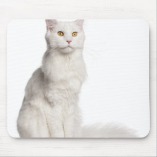 Mousepad Assento do racum de Maine (8 meses velho)