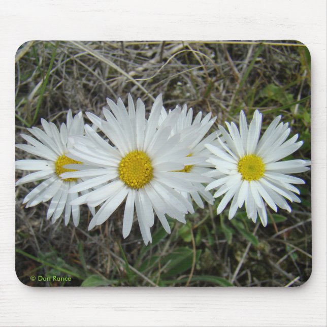 Mousepad Áster liso dos Wildflowers F42 brancos (Frente)