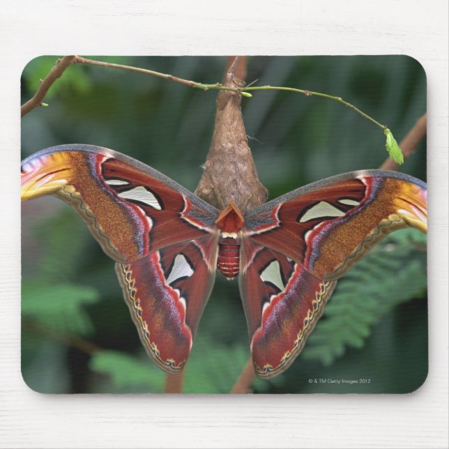 Mousepad Atlas moth (Frente)