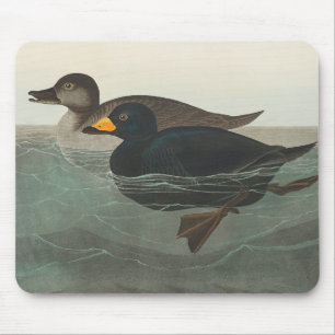 Mousepad Audubon American Scoter Duck