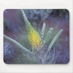 Mousepad Austrália, NT, perto de Ayers Rock. Flora de prima