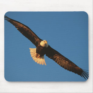 Mousepad Ave de rapina, Águia Americana em voo, Kachemak