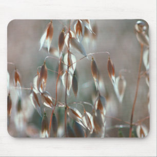 Mousepad Aveia Madura (Avena Sativa) Close Up. Ceres, Bolan