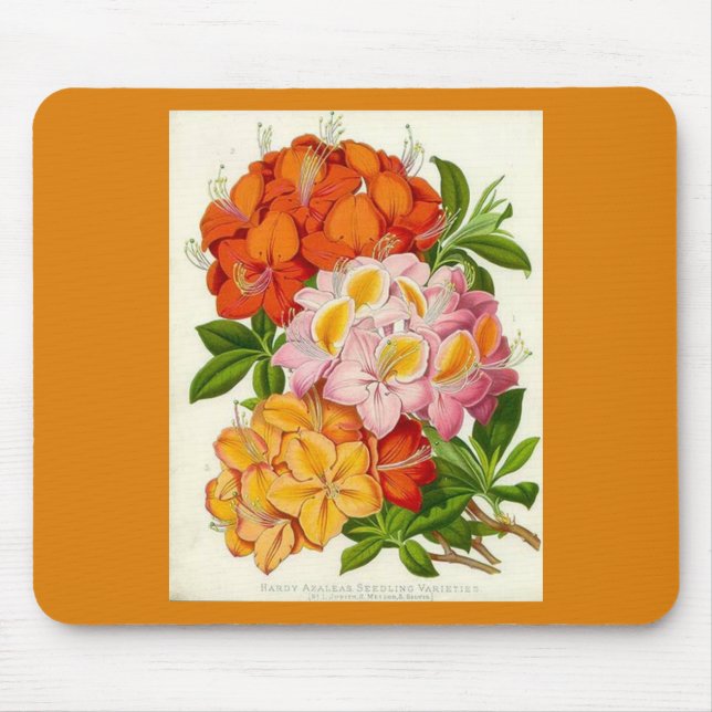 Mousepad "Azáleas résistentes" pelo senhor Joseph Paxton (Frente)