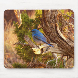 Mousepad Azulinho-das-montanhas no Parque Nacional Arches