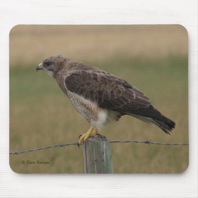 Mousepad B10 Falcão-de-swainson (Frente)