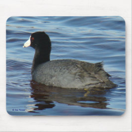 Mousepad B27 Coot Comum