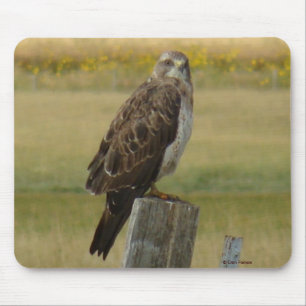 Mousepad B33 Falcão-de-swainson