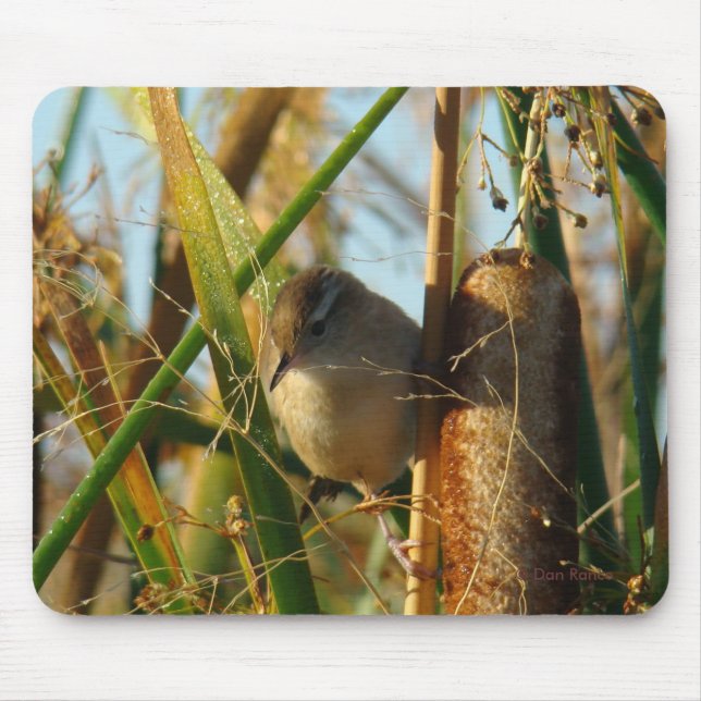Mousepad B3 Marsh Wren (Frente)