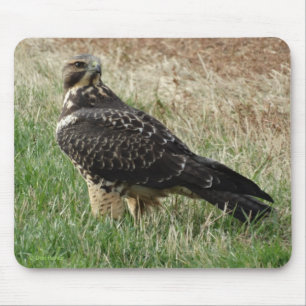 Mousepad B52 Falcão-de-swainson