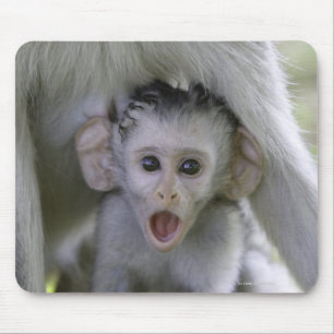 Mousepad Babuíno do bebê debaixo de sua mãe