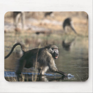 Mousepad Babuínos de Chacma (ursinus do Papio) que andam