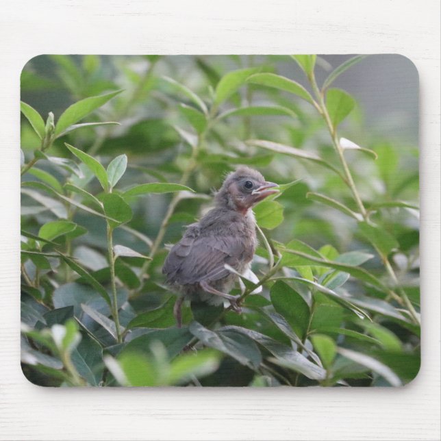 Mousepad Baby Cardinal (Frente)