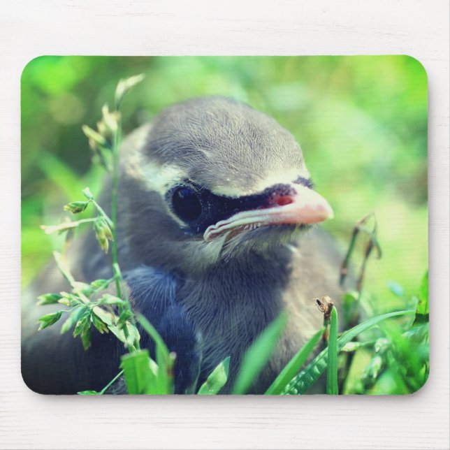 Mousepad Baby Cedar Waxwing Bird Nature (Frente)