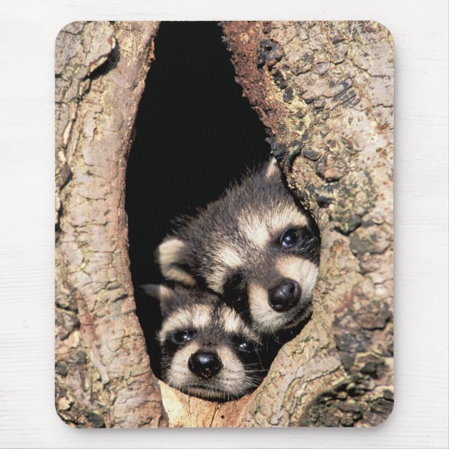 Mousepad Baby Raccoons saindo da árvore (Frente)