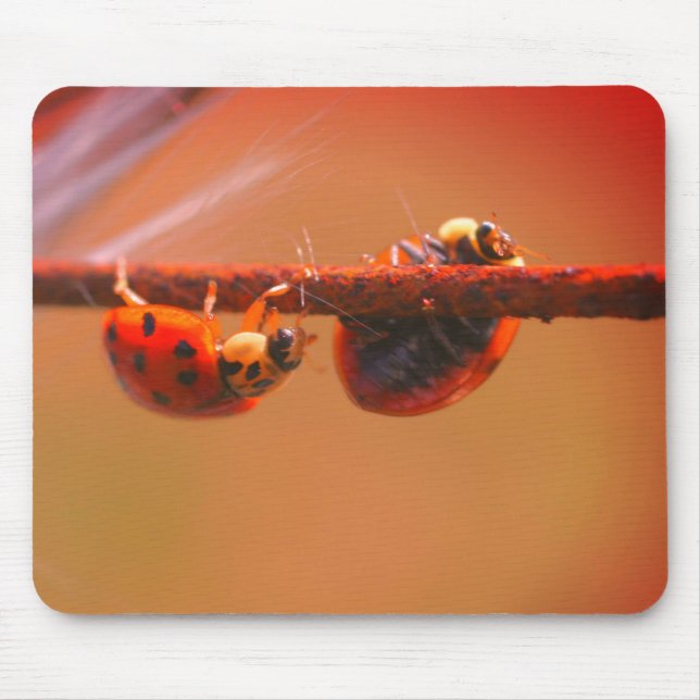 Mousepad Balanceamento de Ladybugs Natureza (Frente)