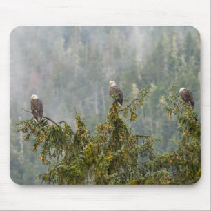 Mousepad Bald Eagles   Floresta Nacional do Alasca em Tonga