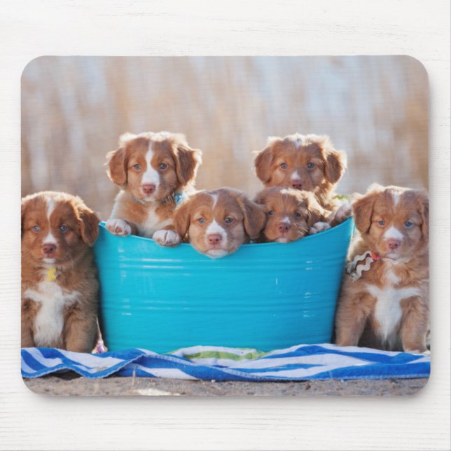 Mousepad Balde dos filhotes de cachorro na praia (Frente)
