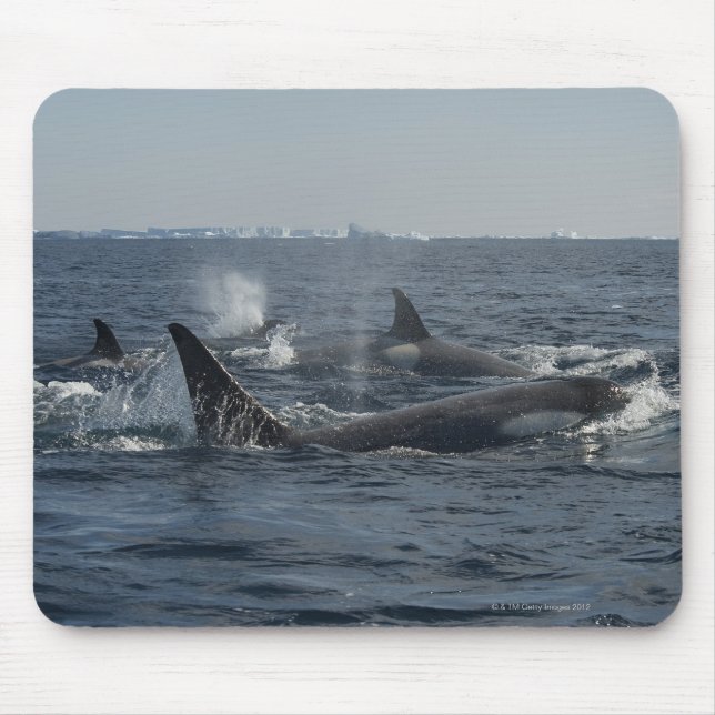 Mousepad baleia assassina (Frente)