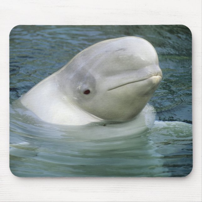 Mousepad Baleia de Beluga, Delphinapterus leucas) (Frente)