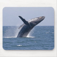 Baleia de Humpback pacífica…