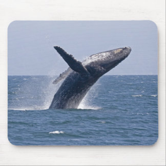 Mousepad Baleia de Humpback pacífica…