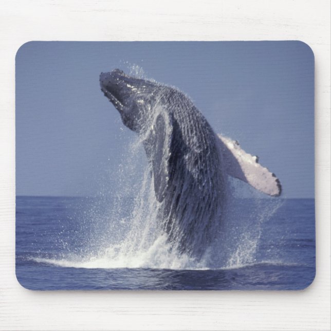Mousepad Baleia-jubarte saltando (Megaptera (Frente)