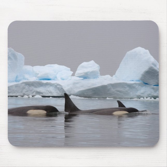 Mousepad baleias assassinas (orcás), Orcinus orca, grupo (Frente)