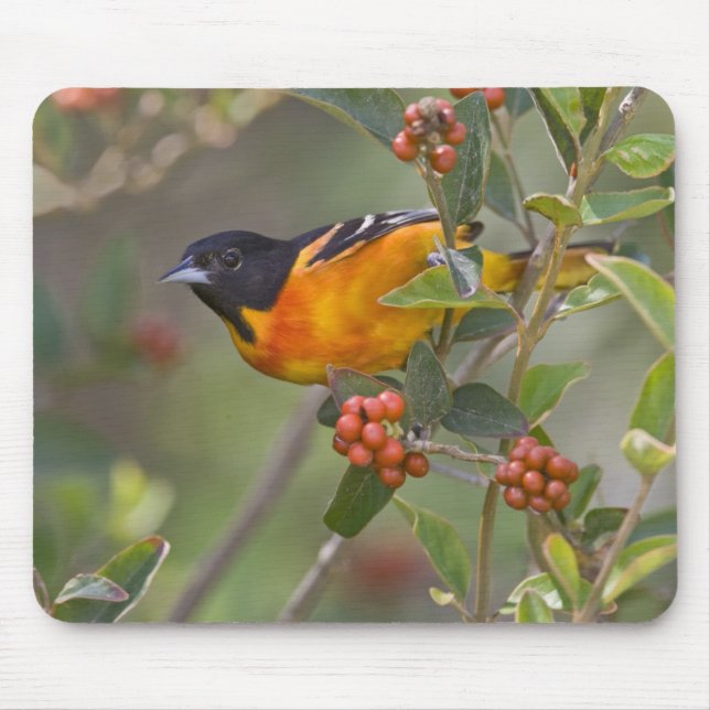 Mousepad Baltimore Oriole (Frente)