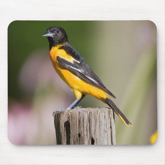Mousepad Baltimore Oriole fêmea no jardim das flores (Frente)