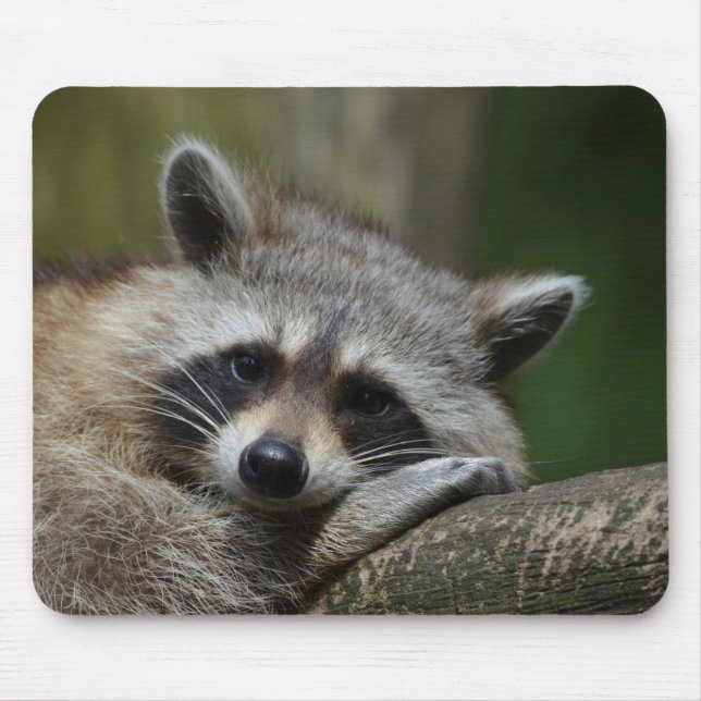 Mousepad Bandido no Rest Cute Raccoon (Frente)