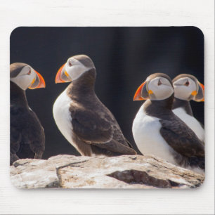 Mousepad Bando de papagaios-do-mar